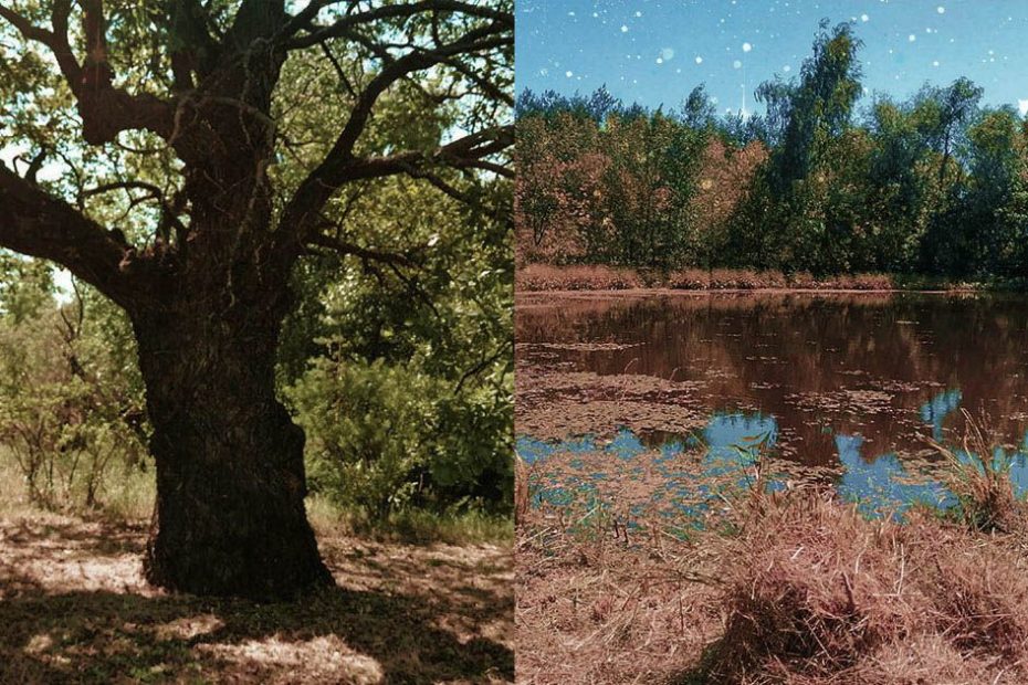 Трёхсотлетний дуб и Немое озеро исполнения желаний: легенда деревни Якобьевка
