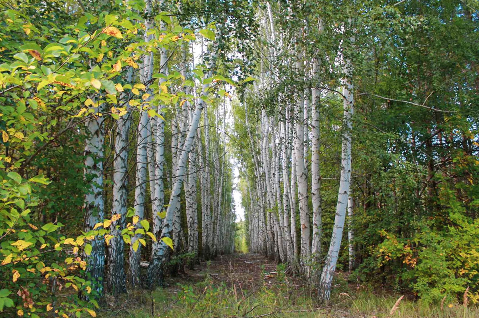 Село Нижнепечерское, Приволжский район, Самарская область